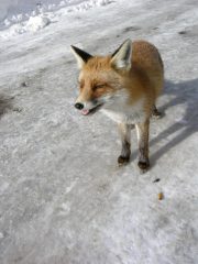 gradita sorpresa al ritorno