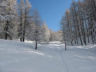 MAGICO  BOSCO