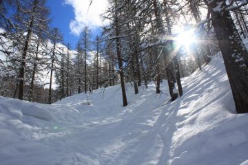 bosco e tracce vecchie coperte
