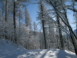 Magia del bosco