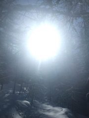 giochi di luce nel bosco