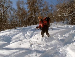 Discesa nel bosco