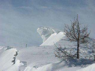 cornici a cima del bosco