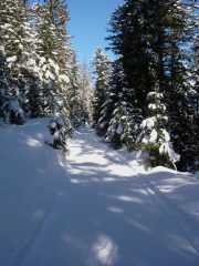 Strada battuta dal gatto