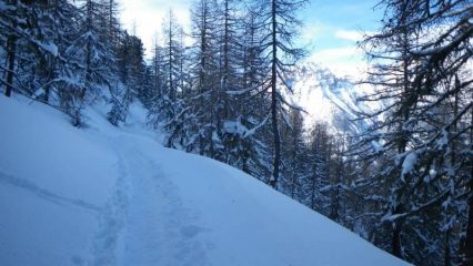 Traverso nel bosco