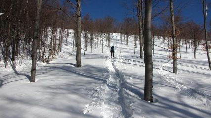 salendo nella parte alta del bosco 