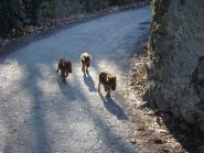 anche loro a passeggio