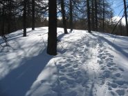 ombre e luci nel bosco