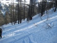 La parte bassa del bosco  sopra la strada per  Fontanalba.