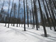 Il bosco sotto la Rocca Rossa che si intravede tra i larici in alto a dx.