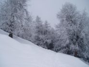 magia nel bosco
