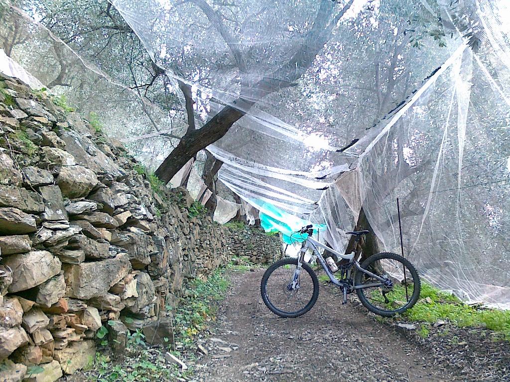 tunnel sotto le reti per le olive....