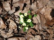 Primavera in arrivo.