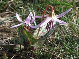 Meraviglie della natura