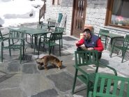 Volpe che si avvicina per un tozzo di pane