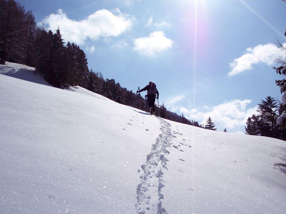 Pendio sopra Malga Coston