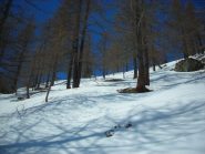 tratto di discesa nel lariceto