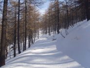 01 - Bosco immaccolato