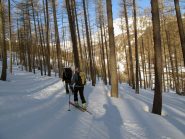 Il bel bosco di larici sotto la Rocca Rossa