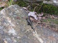 un abitante del luogo