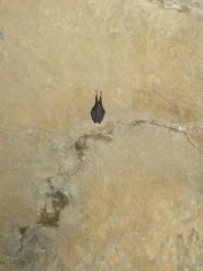 pipistrelli in letargo
