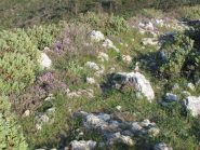 Il sentiero in fiore