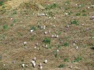 I primi crocus e le tenere piante di narciso