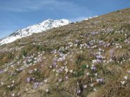 Crocus e Quinzeina