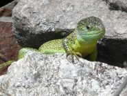 Ramarro