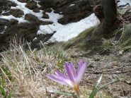 Unico nevaio residuo