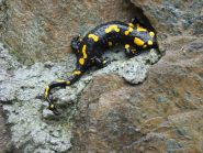 Salamandra pezzata