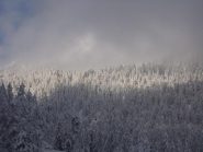02 - luci ed ombre sul bosco innevato