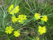 euforbia gibelliana