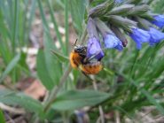 pulmonaria