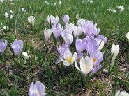 Crocus, la primavera sta arrivando.....