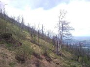 Desolazione da incendio