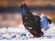 sua maesta il gallo forcello (foto repertorio)