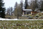 Fioritura di bucaneve