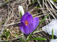 Crocus