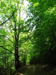 Nel bosco verso le Cavaliers