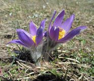 Anemone montano