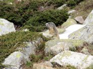 Ma che ci stanno a fare questi esseri a 2 zampe con degli assi alle estremità? boh!