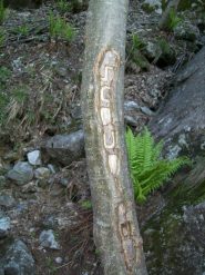 L'albero con inciso il nome della via