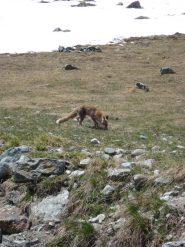 una volpe praticamente addomesticata