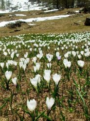 ed ecco la fioritura dei crochi. stranamente da qste parti sono tutti bianchi