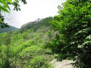 Il bosco in cui sorge la falesia
