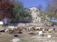 Le capre dell'Abbazia