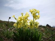 Primula