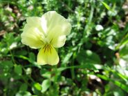 Viola di Eugenia