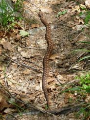 2010-06-03_1218.80cm_marasso_femmina